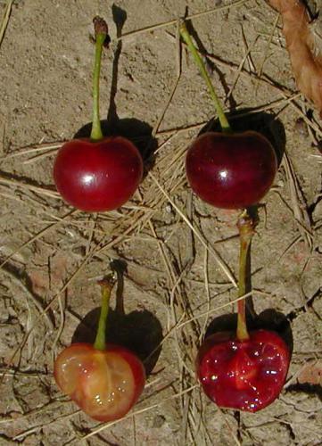 Кислая вишня (научное название Prunus cerasus) также называется кислой вишней